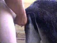 Мужик дрючит в задок ишака